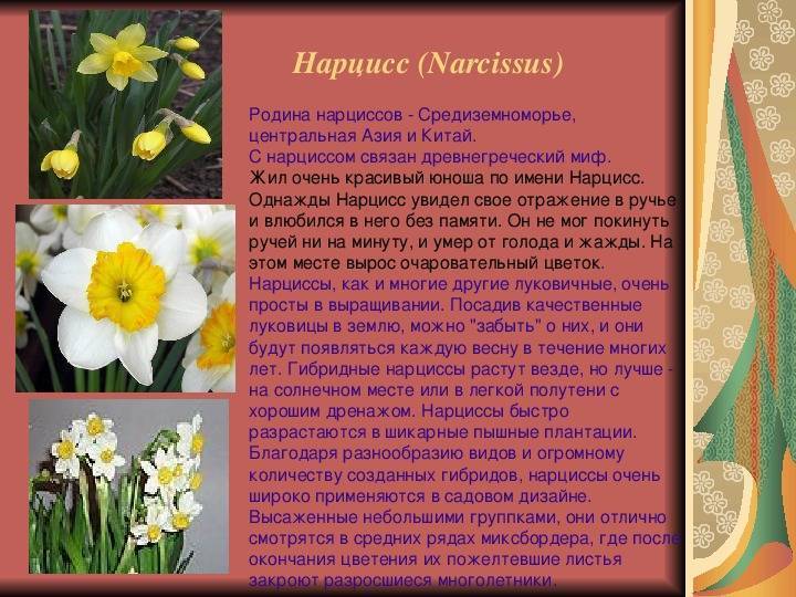 Нарцисс — виды, уход и выращивание