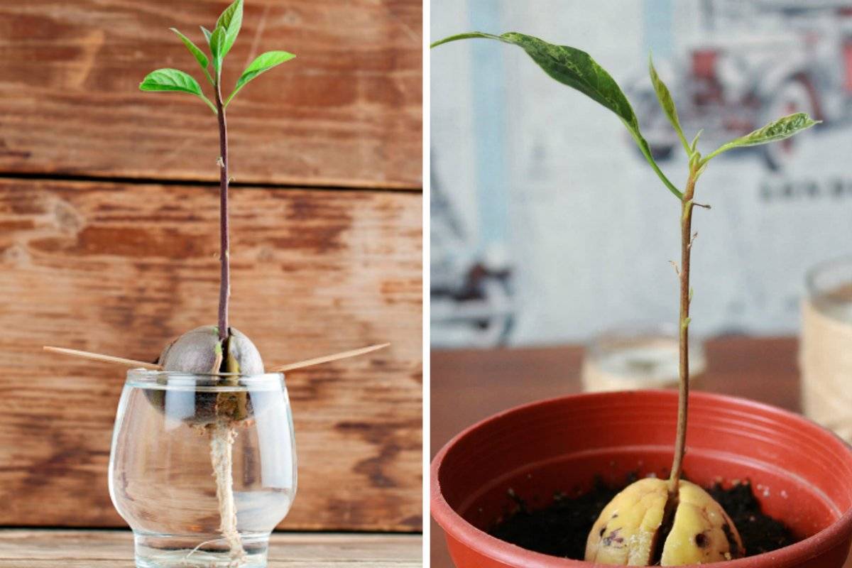 Авокадо: выращивание из косточки в домашних условиях — посадка и уход