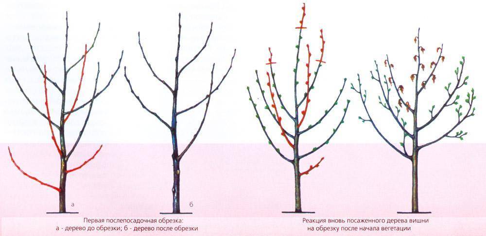 Обрезка плодовых деревьев осенью: яблони, груши, сливы и вишни