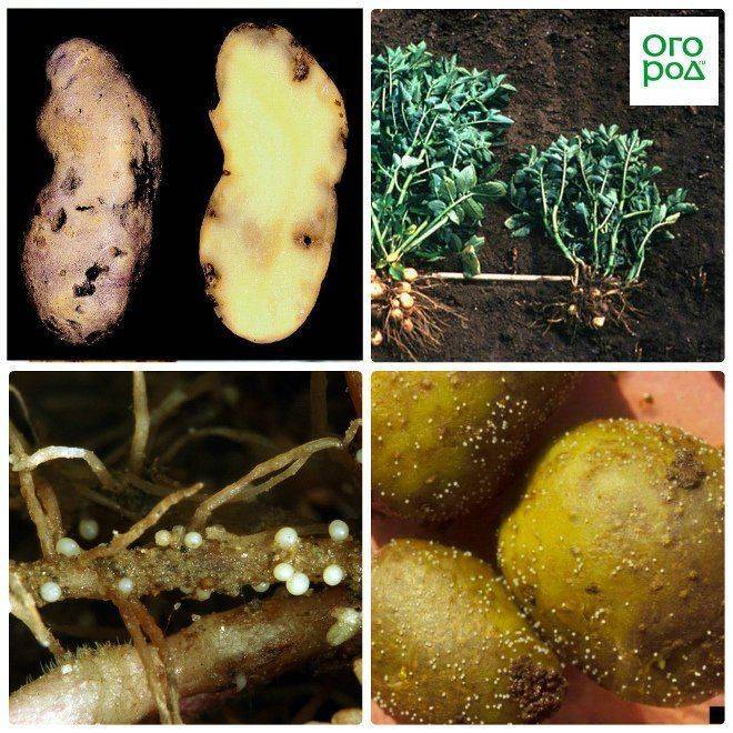 Картофельная нематода золотистая, стеблевая – причины появления и методы борьбы