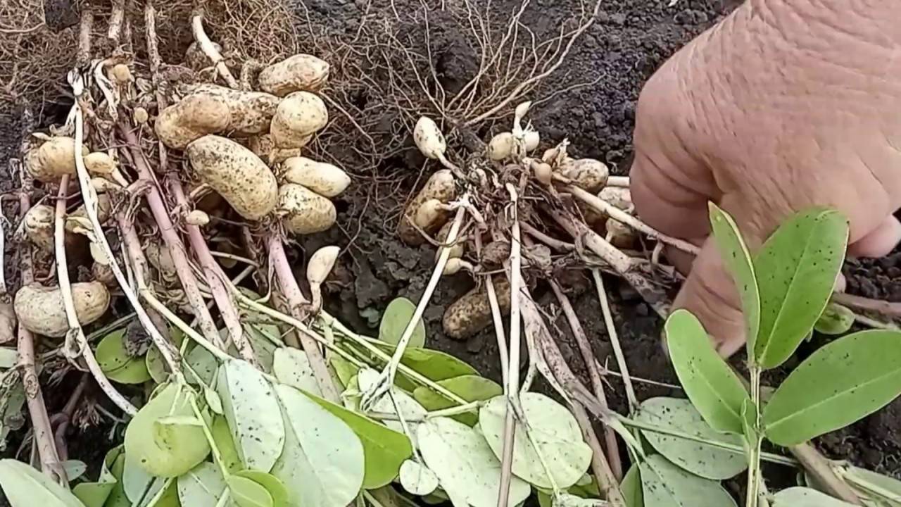 Как вырастить арахис на даче в средней полосе: правила посадки и ухода за культурой