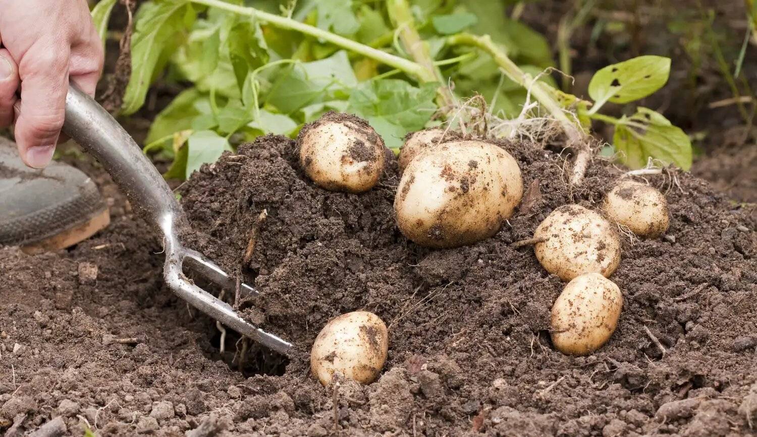 Когда копать картофель на хранение: признаки созревания урожая (+отзывы)