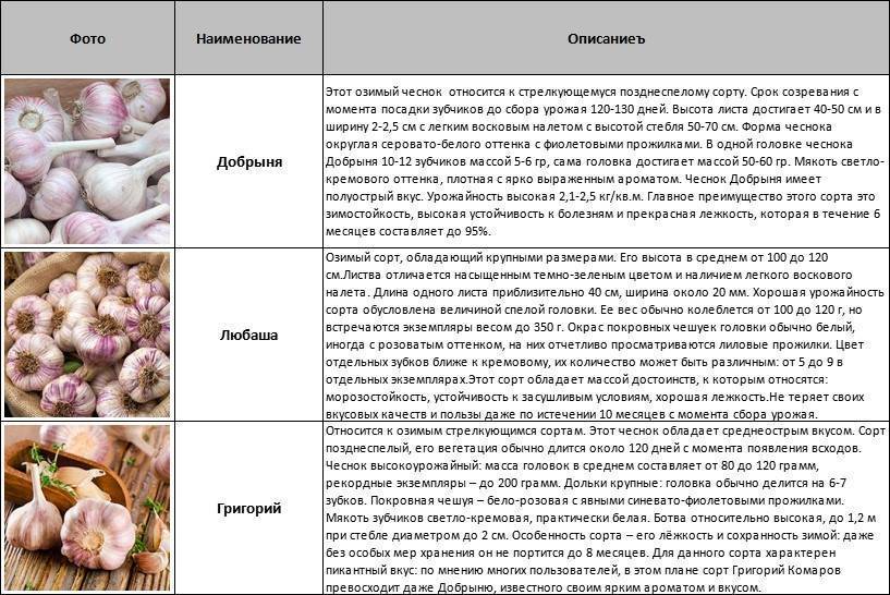 Чеснок мессидор и гермидор: описание и характеристика сортов, выращивание и уход с фото