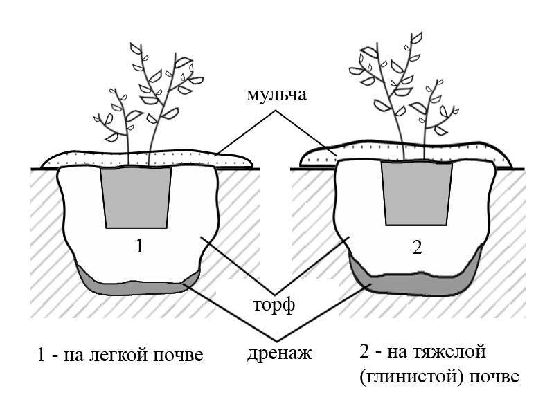 Выращивание черники на даче: условия выращивания и размножения