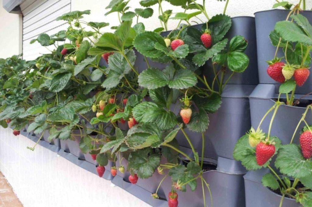 Как выращивать вкусную землянику круглый год дома