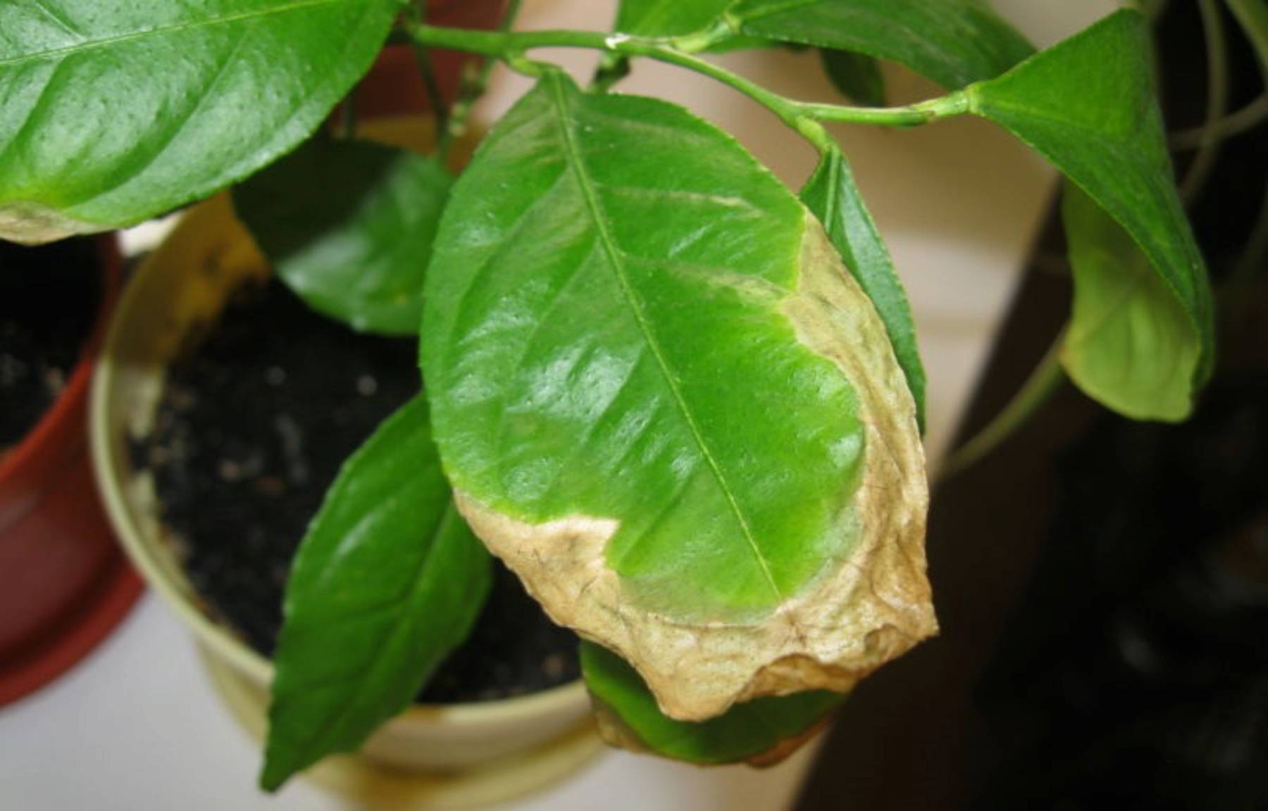 На листьях лимона пятна желтого и коричневого цвета: что делать, если они по каким-то причинам появились на домашнем растении, а также лечение и профилактика