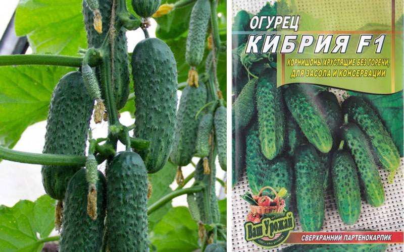Сорт огурца кибрия: выращивание, посадка и уход, фото