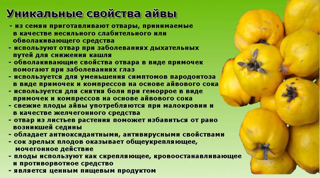 Полезные свойства айвы и противопоказания для организма, рецепты приготовления фрукта