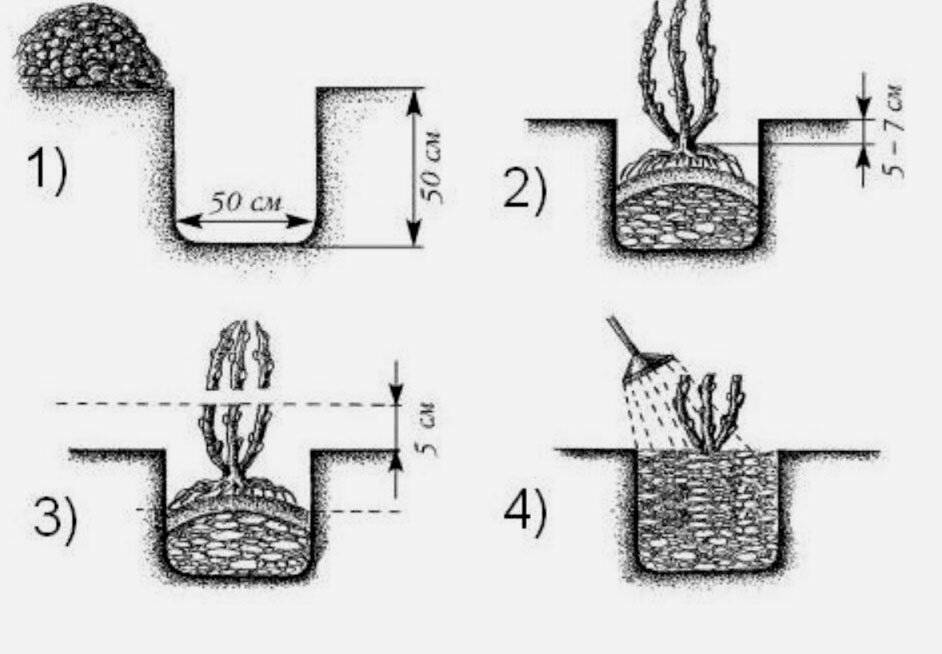 Когда лучше пересаживать крыжовник. Схема посадки ежевики в открытом грунте. Посадка крыжовника весной в открытый грунт саженцами. Посадка крыжовника весной в открытый. Посадка крыжовника осенью в открытый грунт.