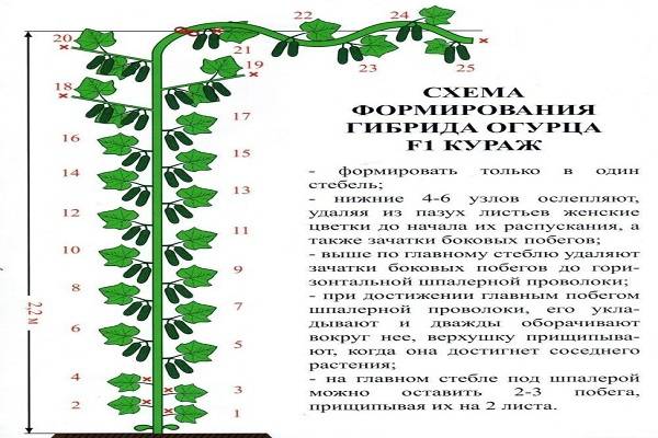 Правила ухода за огурцами в теплице чтобы был хороший урожай