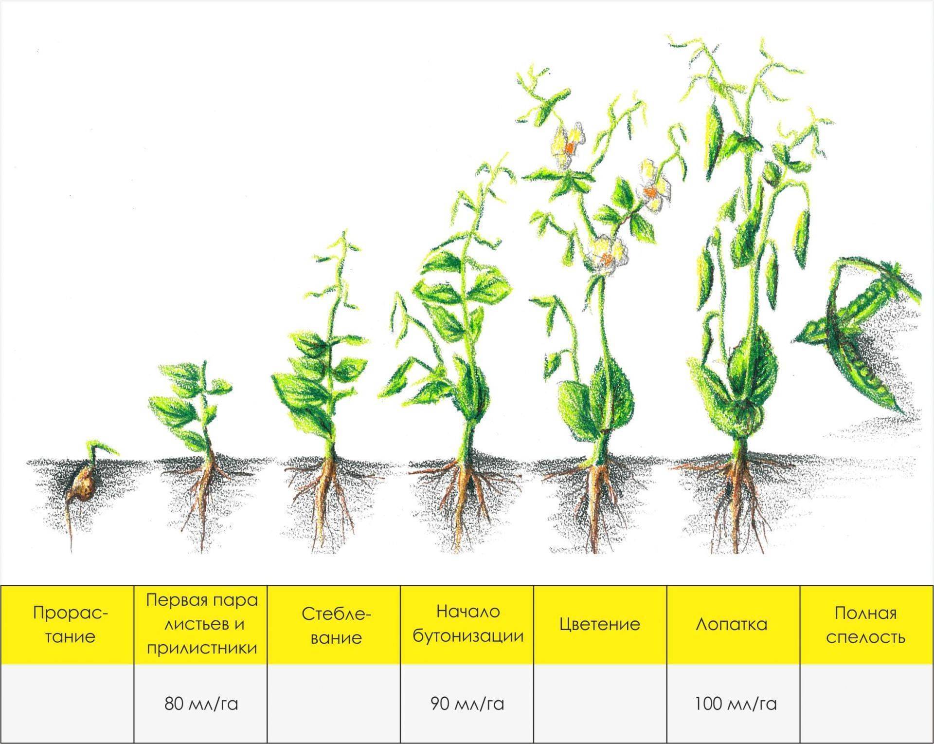 Стадии развития гороха в картинках