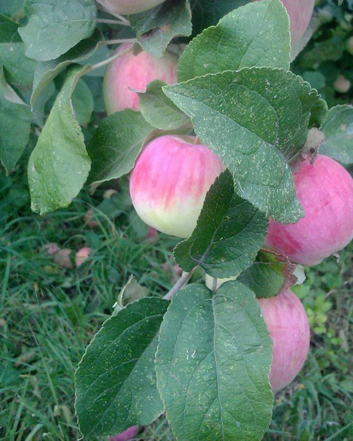 Яблоня башкирская красавица: описание и характеристики сорта, выращивание с фото