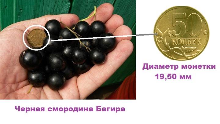 Смородина багира: описание сорта красной смородины, выращивание - посадка и уход