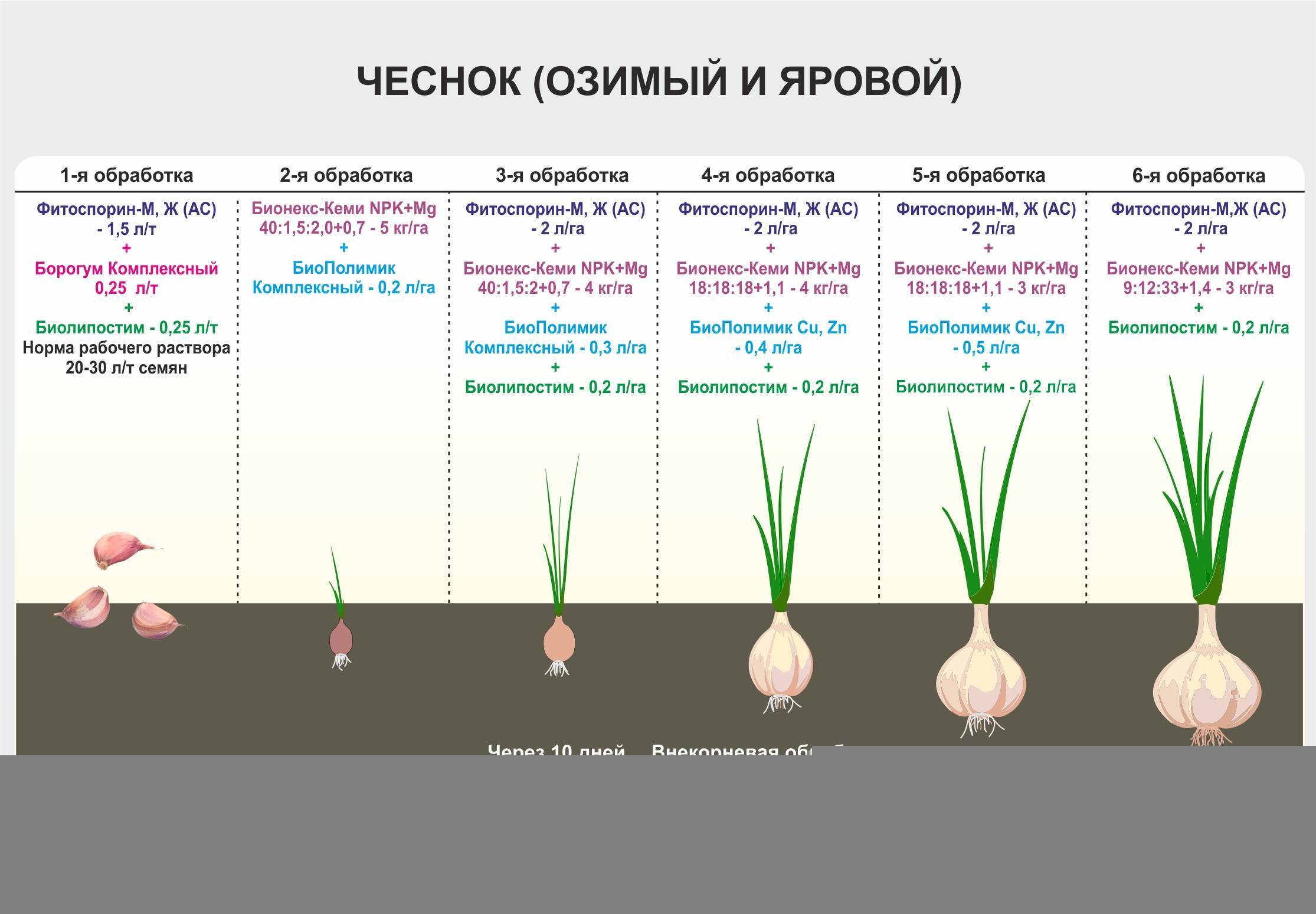 Огурцы: посадка и уход, как вырастить из семян в открытом грунте, фото