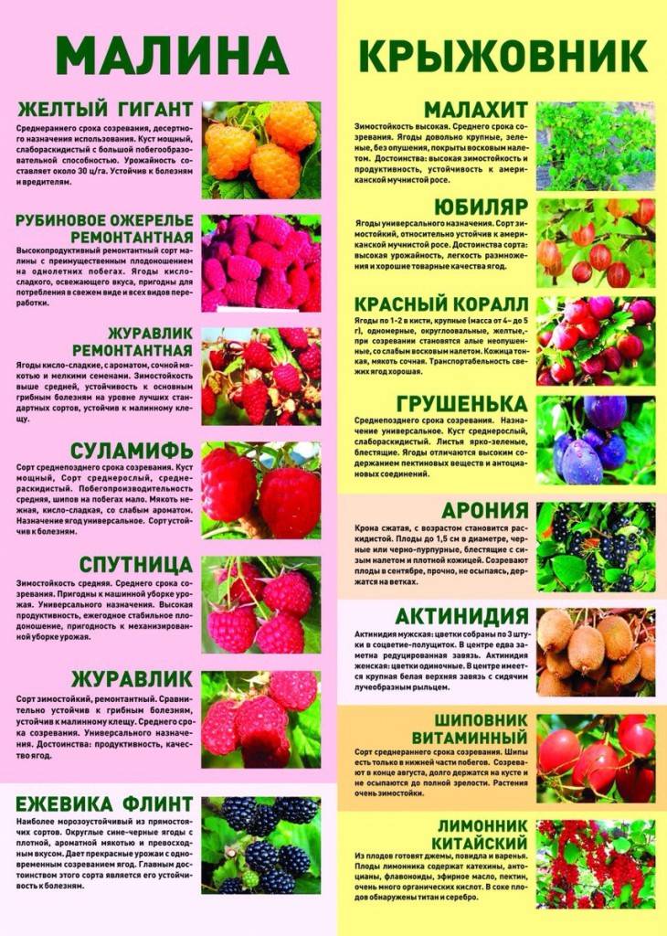 Когда собирать калину? в каком месяце?