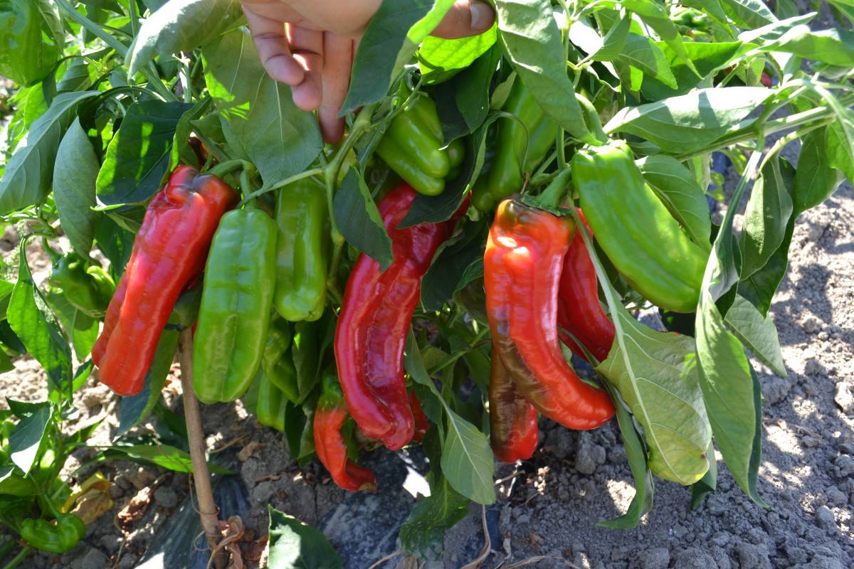 Характеристика перца «какаду» с фото и отзывами, выращивание