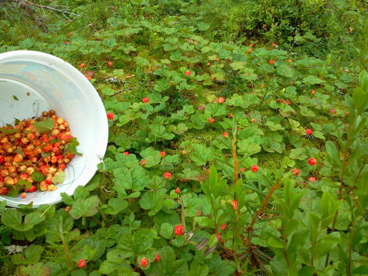 Морошка: как вырастить, посадка из семян, на дачном участке и в саду, морошка из семян, выращивание в домашних условиях, через рассаду, фото
