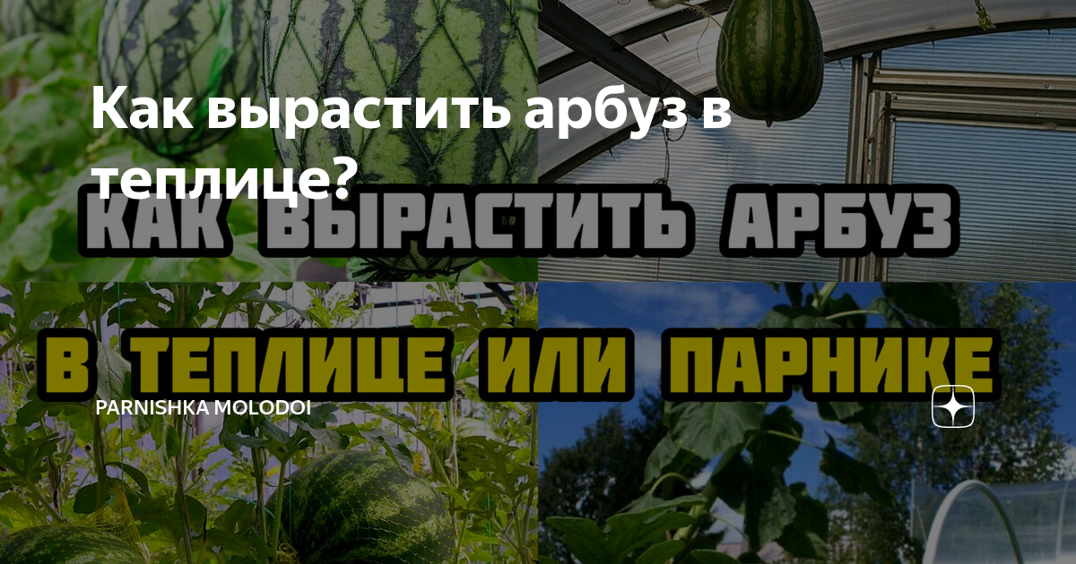 Как правильно вырастить арбуз в теплице самостоятельно - теплицы + парники своими руками