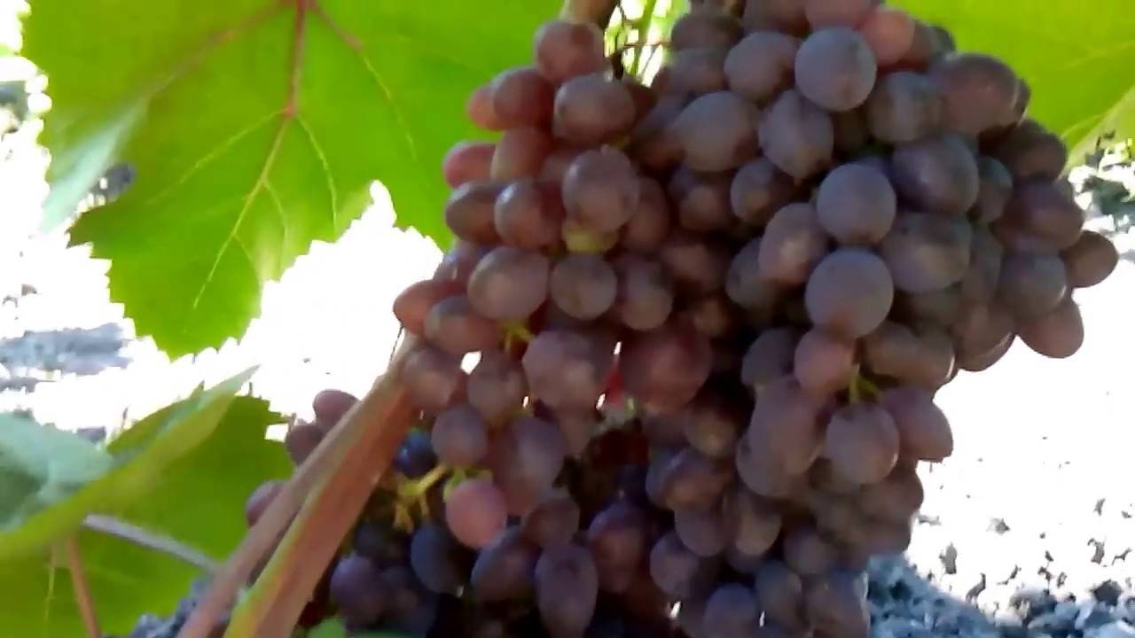 Посадка амурского винограда осенью. сорта амурского винограда | зелёный сад
