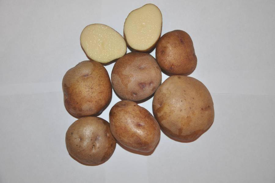 Сорт картофеля – синеглазка (ганнибал) описание и фото