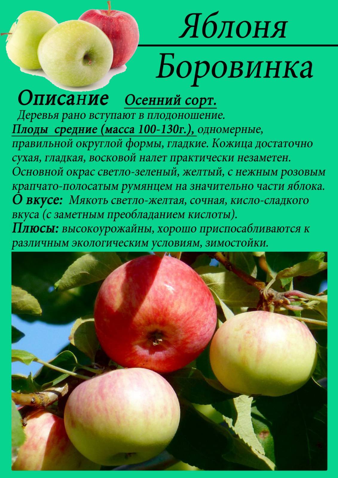 Московская грушовка яблоня фото и описание. Яблоня Грушовка. Яблоня боровинка.