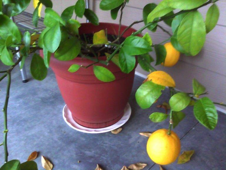 Почему не плодоносит лимон дома: что делать, как заставить