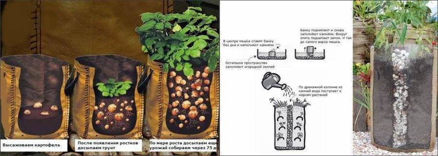 Картофель в бочке: преимущества и особенности выращивания: новости, картофель, лайфхаки, урожай, сад и огород