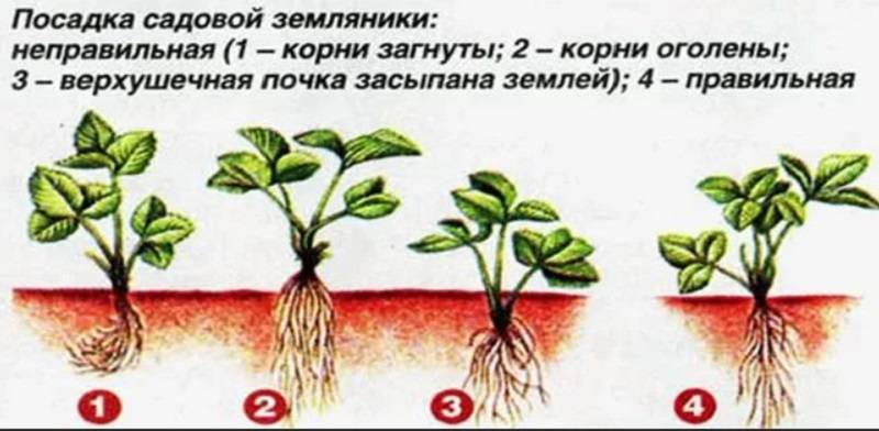 Размножение клубники усами: 10 вопросов