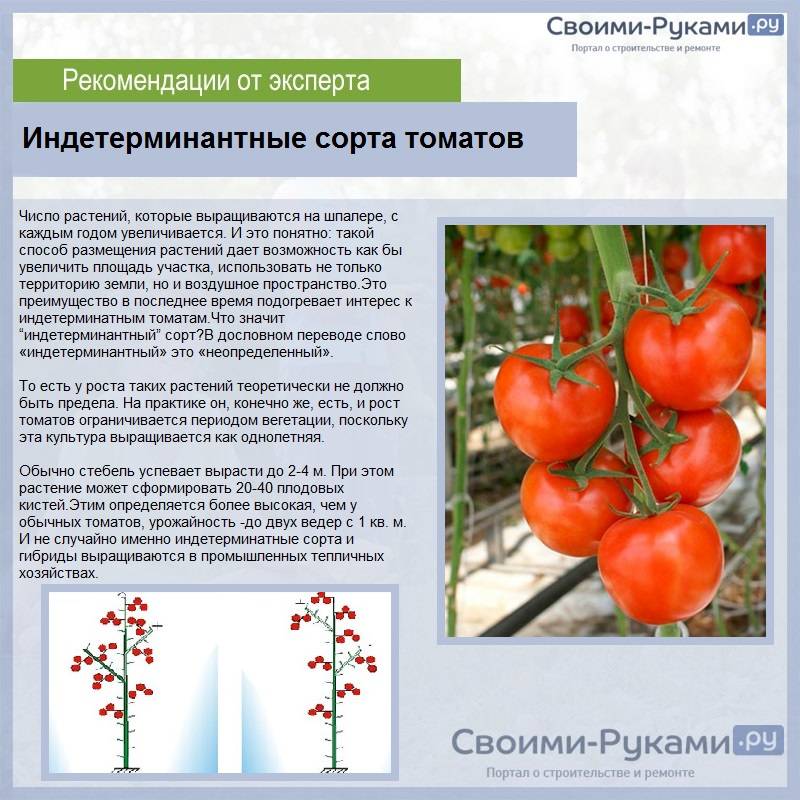 Полудетерминантные томаты - выращивание, уход и пасынкование