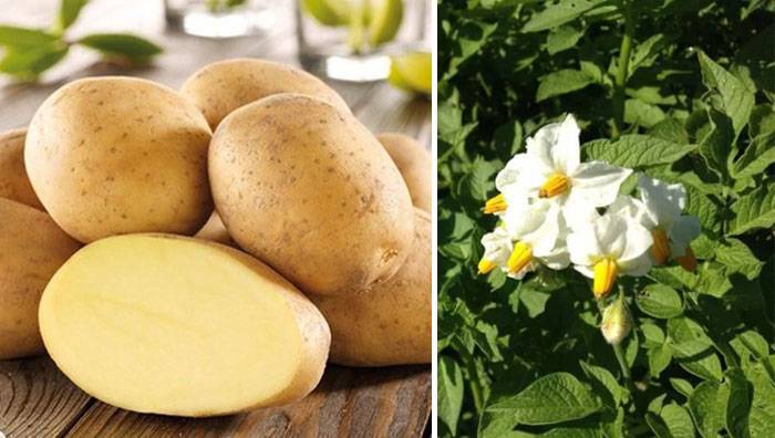 Характеристика, описание, урожайность, отзывы и фото сорта картофеля «импала».