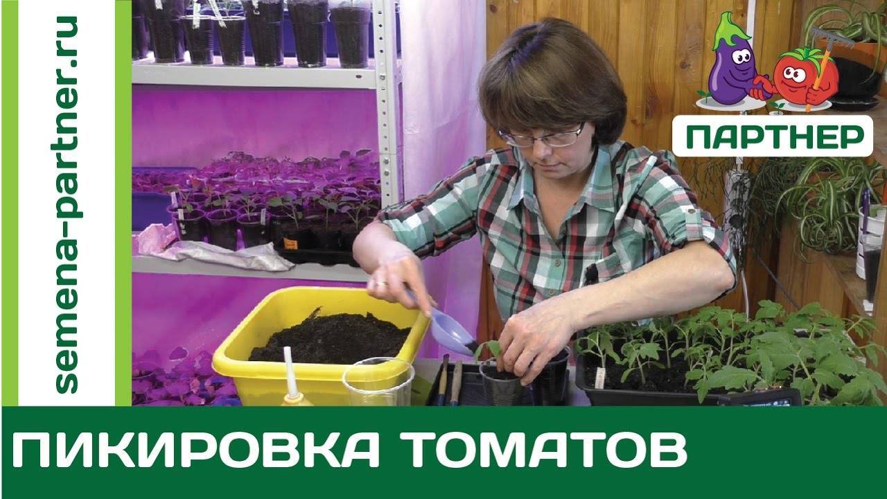 Как не пропустить сроки пикировки томатов по лунному календарю в 2023 году