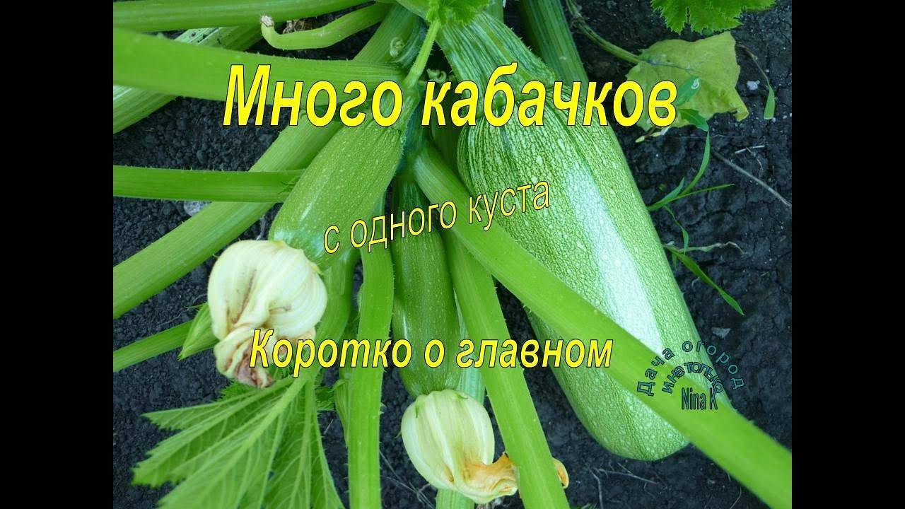 Почему желтеют завязи кабачков в открытом грунте: что делать?