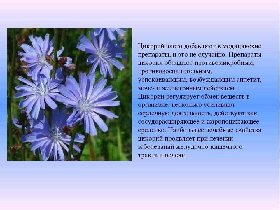 Цикорий обыкновенный и его полезные свойства, противопоказания