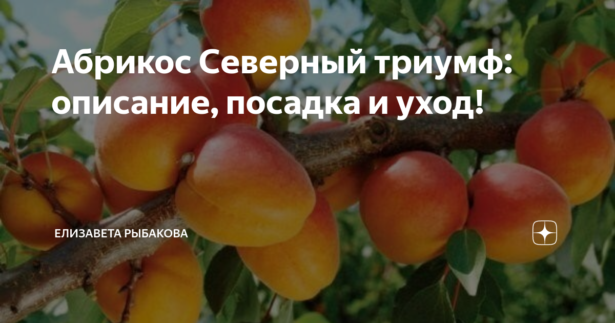 Абрикос чемпион севера: описание сорта, фото, отзывы, высота дерева