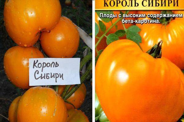 Томат король сибири: отзывы, фото, урожайность