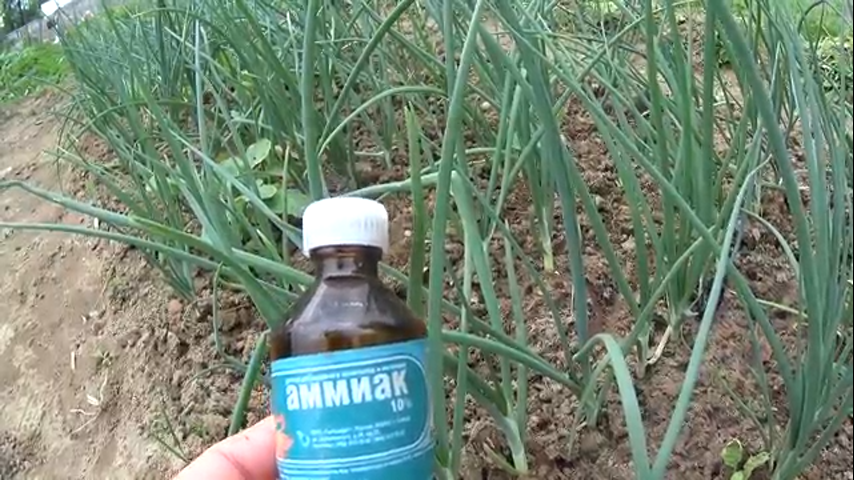 Нашатырный спирт для лука от луковой мухи: как поливать и как бороться