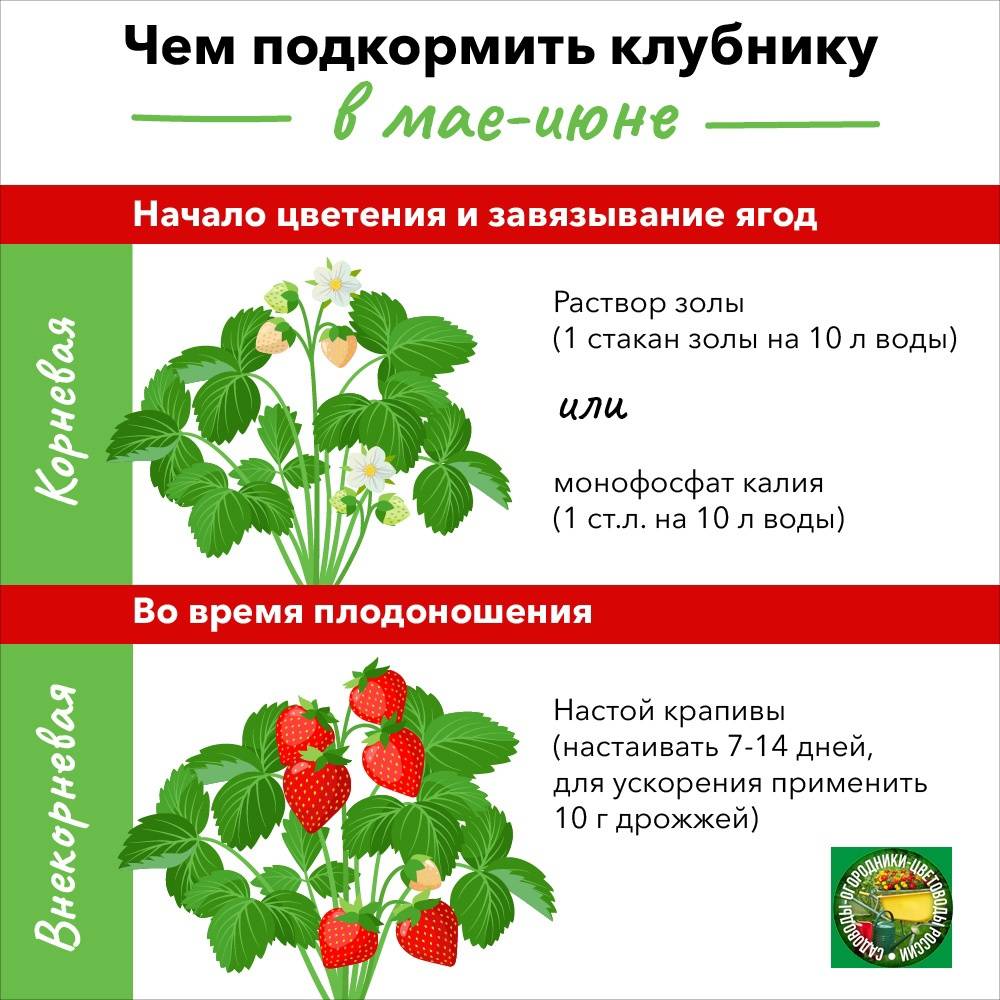 Чем подкормить арбузы во время цветения и плодоношения?