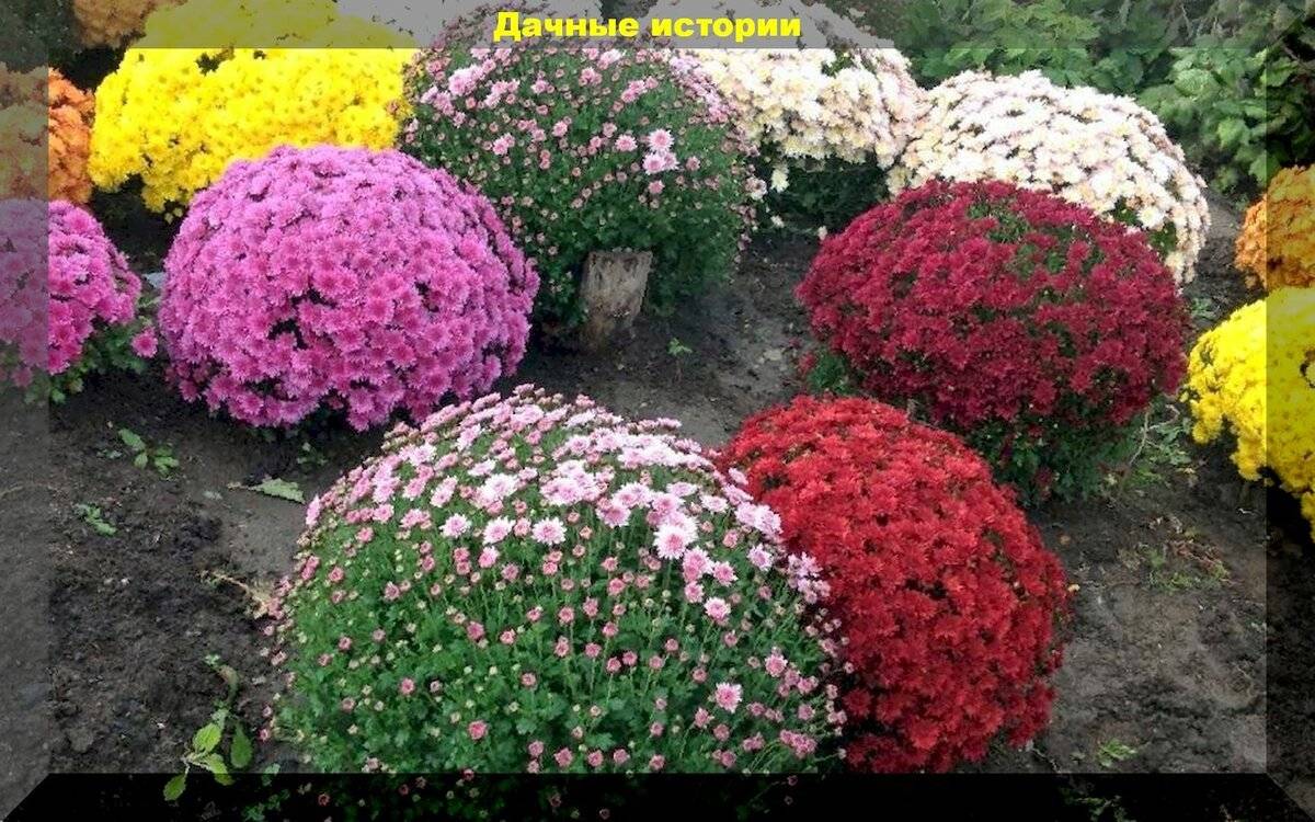 Как сохранить шаровидную хризантему до следующего сезона