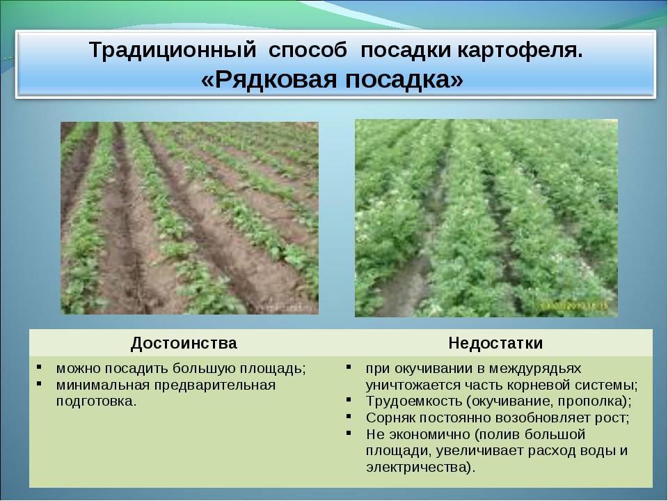 Посадка картофеля по методу галины кизима