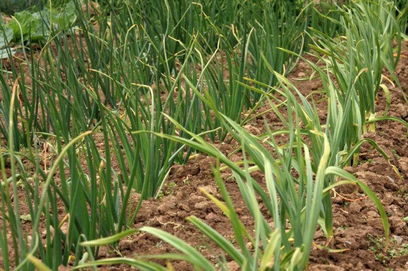 Почему желтеет перо лука: что делать, чем полить