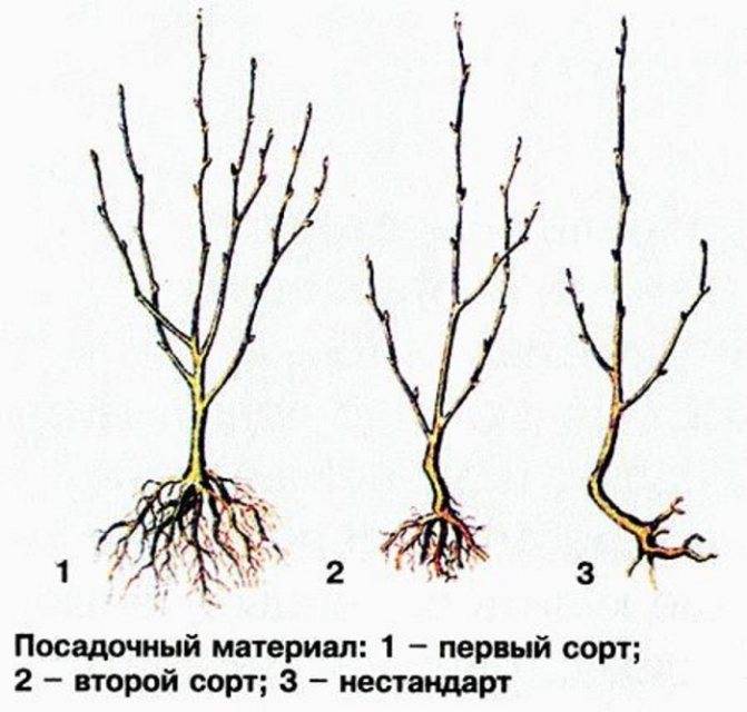 Вишня войлочная