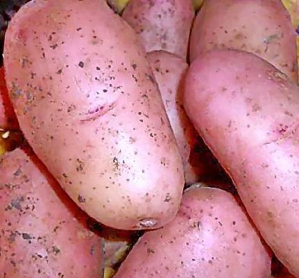 Картофель рябинушка: описание сорта, вкусовые качества, фото, отзывы