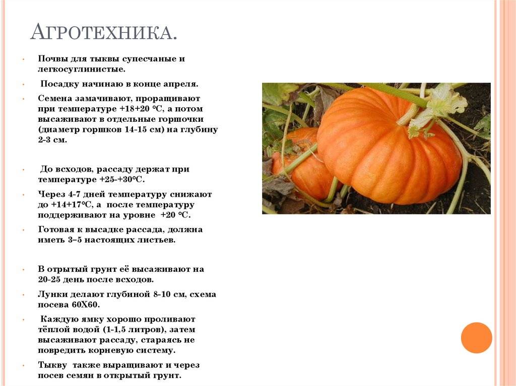 Выращивание тыквы: хитрости и секреты урожая - дачные советы.ру