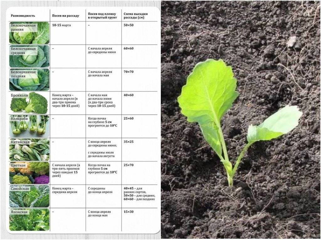 Правильное выращивание рассады капусты — ботаничка