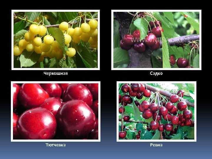 Черешня чермашная: описание и характеристика сорта, выращивание и уход, фото