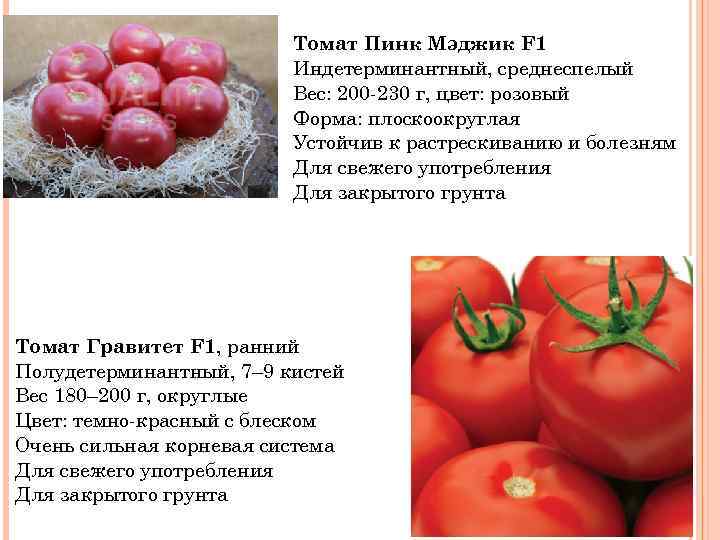 ✅ томат пинк леди — описание сорта, отзывы, урожайность - cvetochki-penza.ru