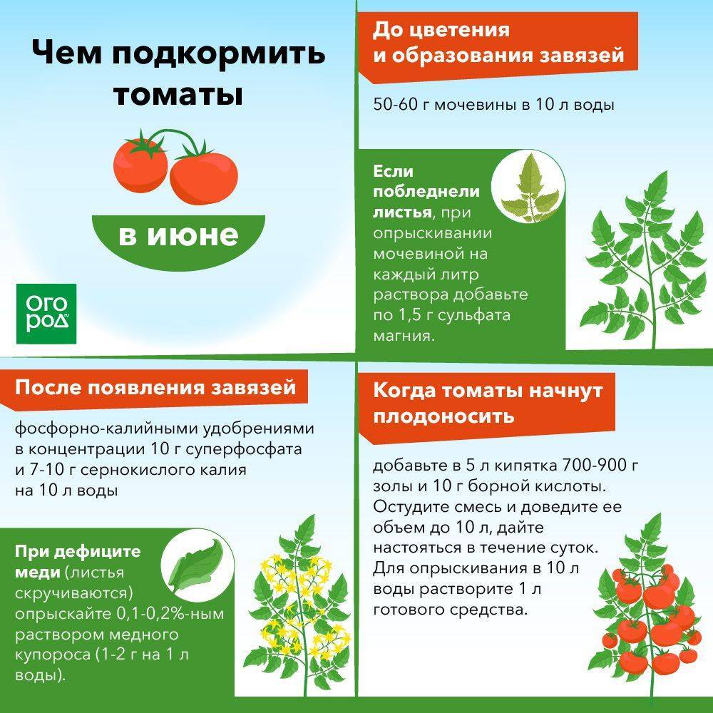 Подкормка огурцов: чем полить для роста и большого урожая
