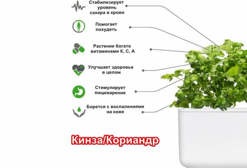 Польза и вред кинзы для здоровья