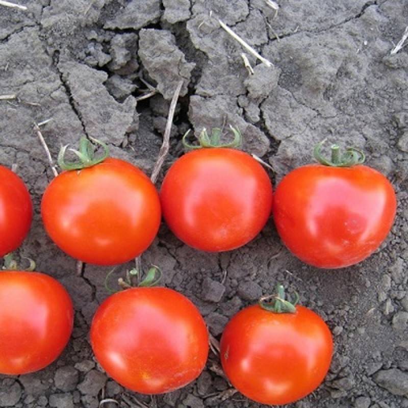 Характеристика томата японка, выращивание рассады и уход за кустами