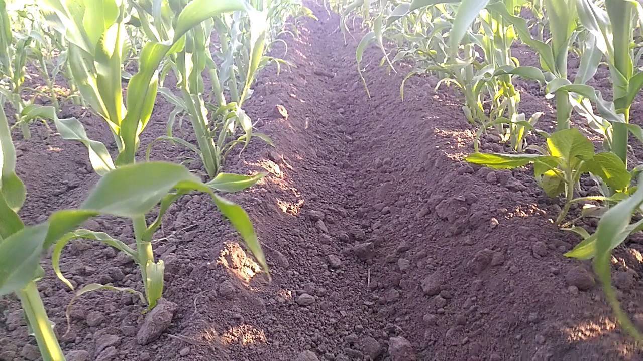 Технология возделывания кукурузы: правила севооборота, тонкости выращивании культуры на зерно, а также описание этапов работы от подготовки почвы до уборки